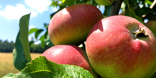 Äpfel